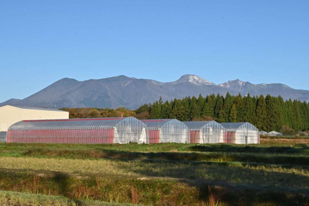 青果圃ビニールハウス風景